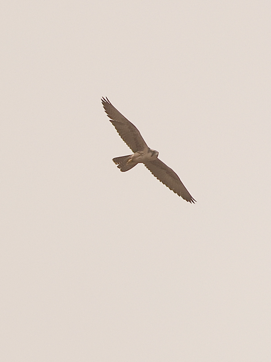 Lanner Falcon - ML648992948