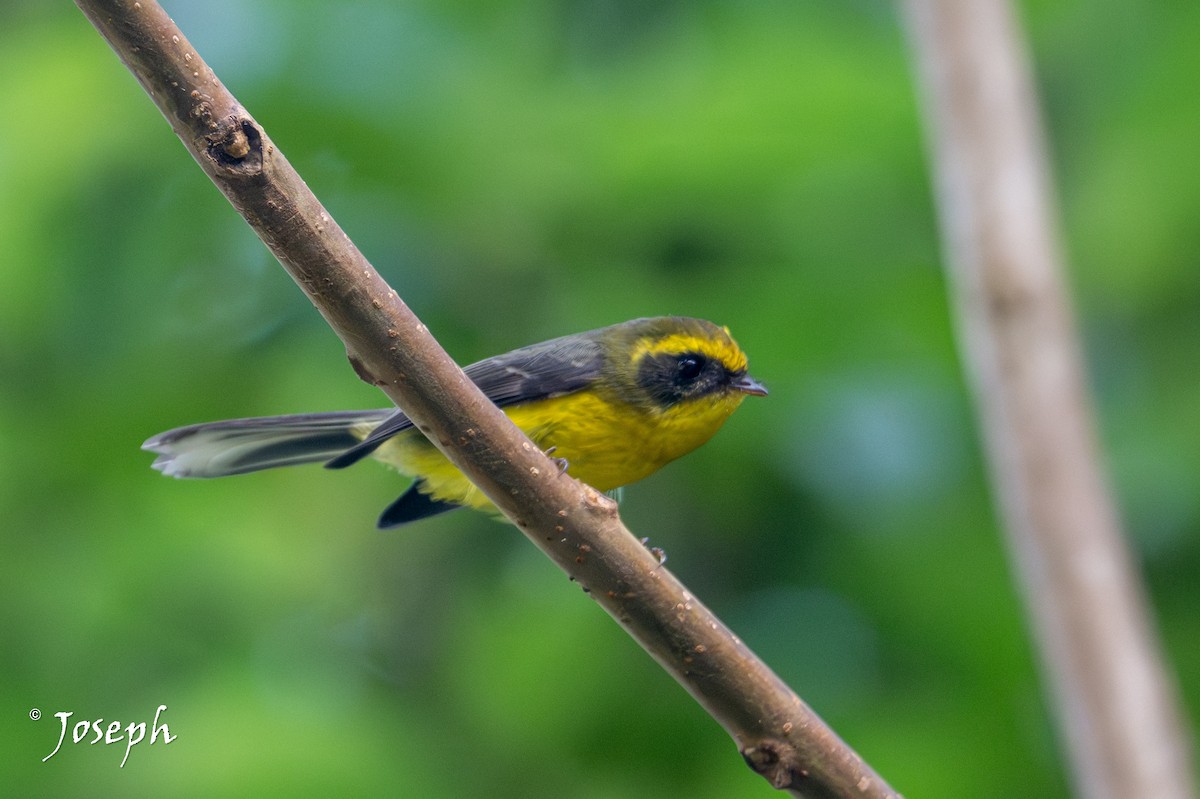 Yellow-bellied Fairy-Fantail - ML648993051