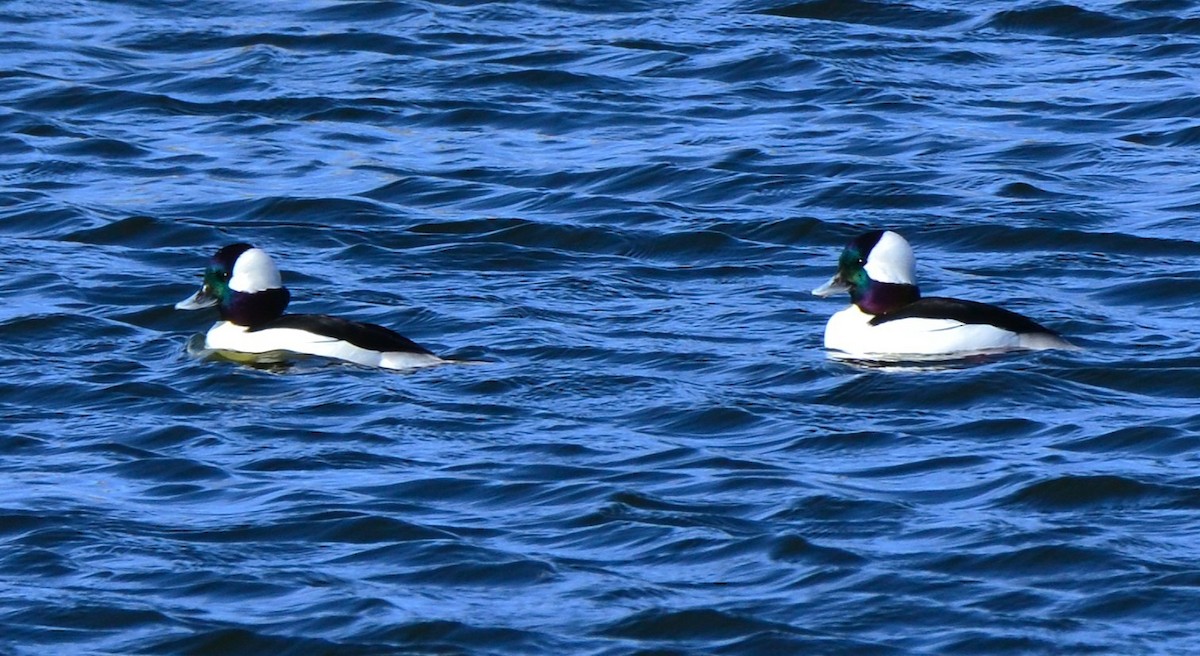 Bufflehead - ML648993160