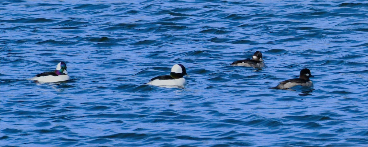 Bufflehead - ML648993161