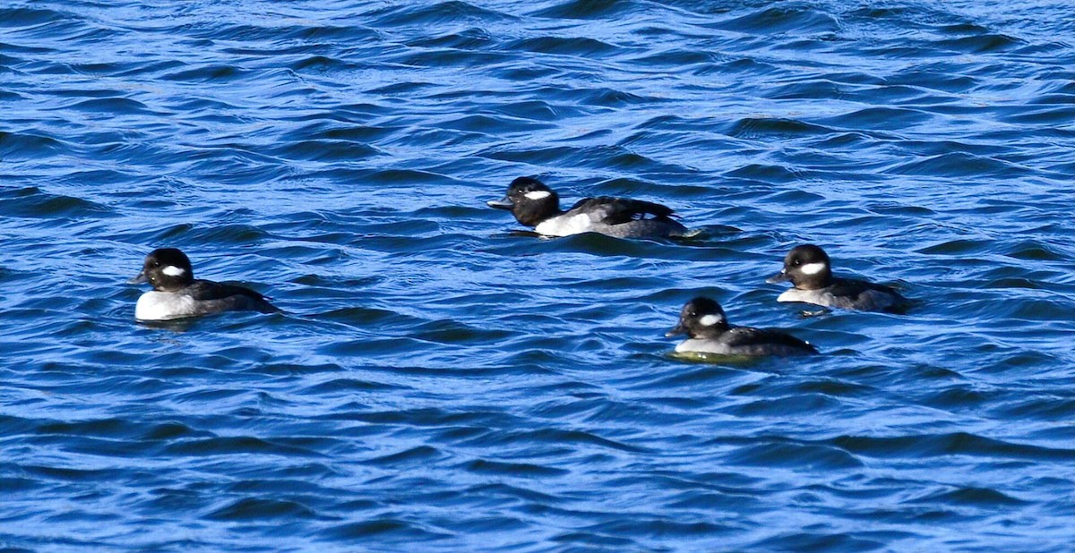 Bufflehead - ML648993162