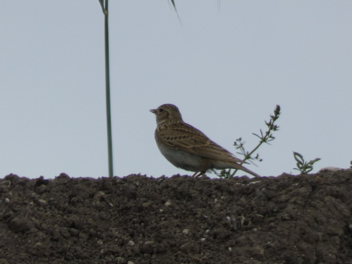 Eurasian Skylark - ML648993208