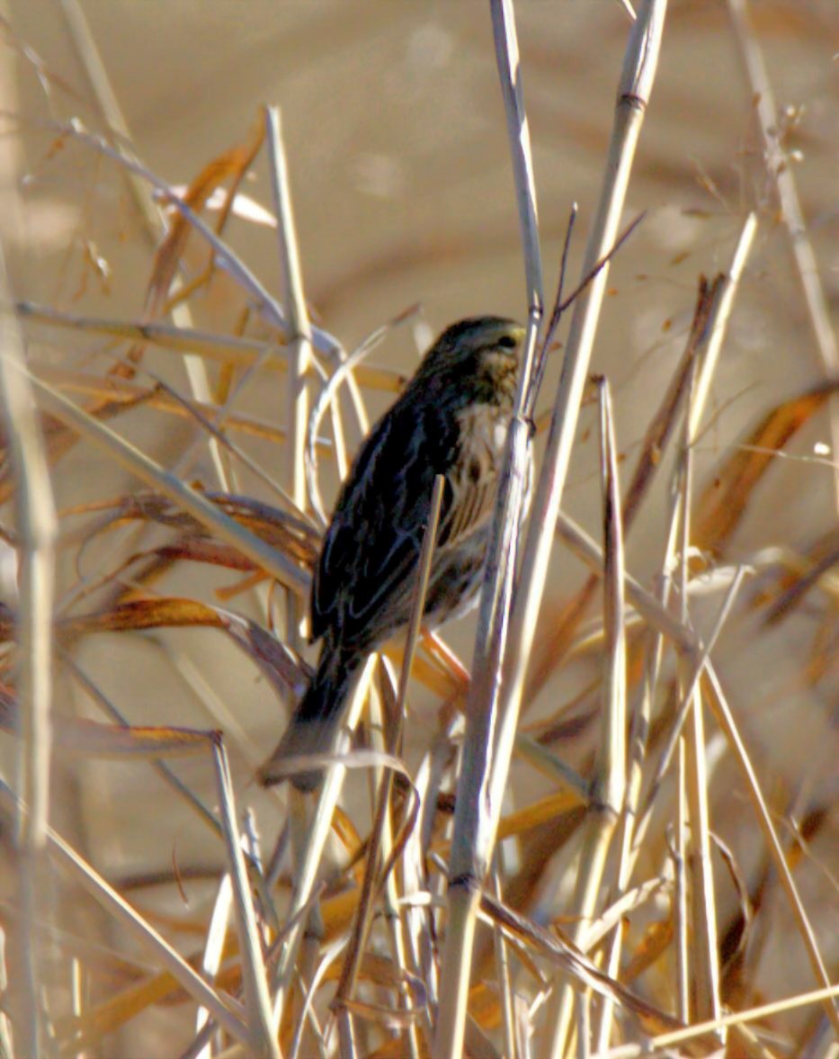 Savannah Sparrow - ML648993261