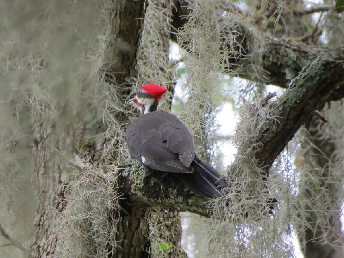 Pileated Woodpecker - ML648993389