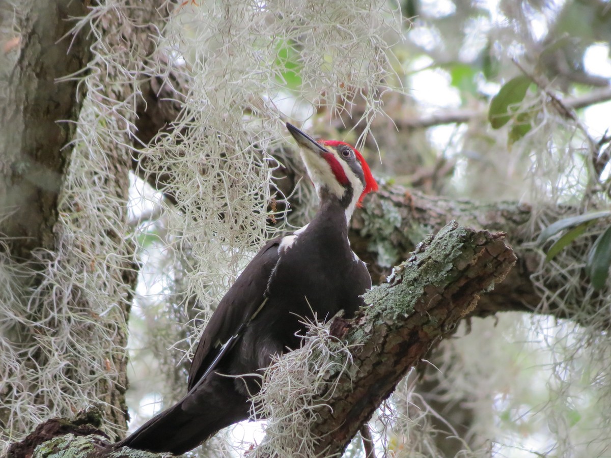 Pileated Woodpecker - ML648993391