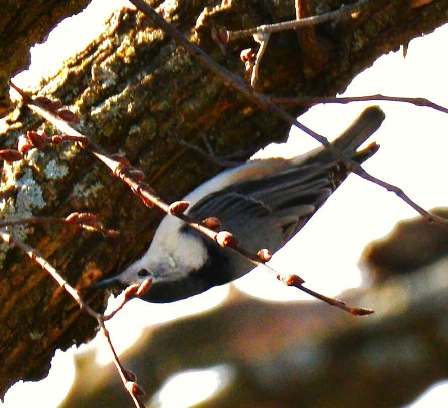 White-breasted Nuthatch - ML648993490
