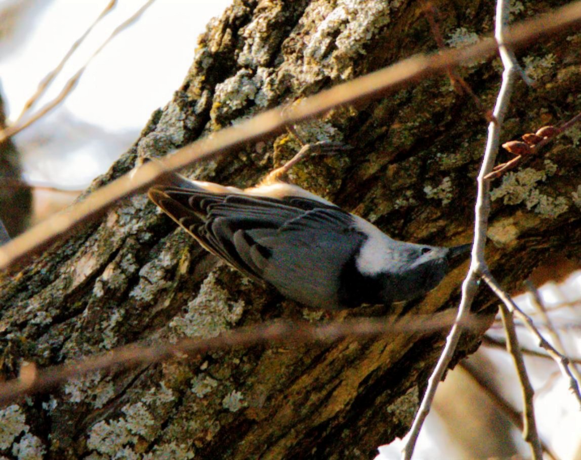 White-breasted Nuthatch - ML648993491