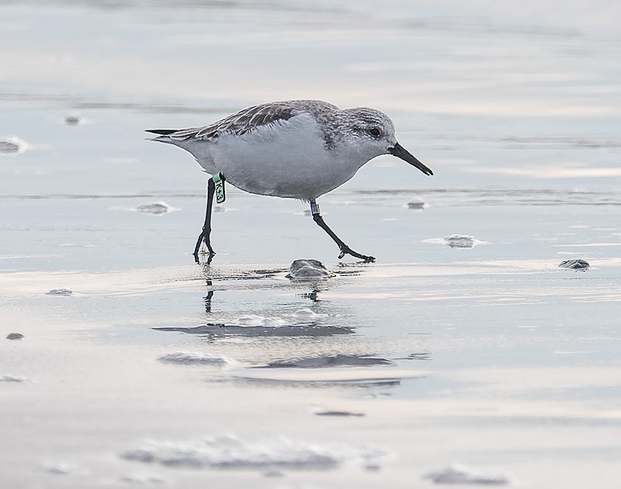 Sanderling - ML648993551