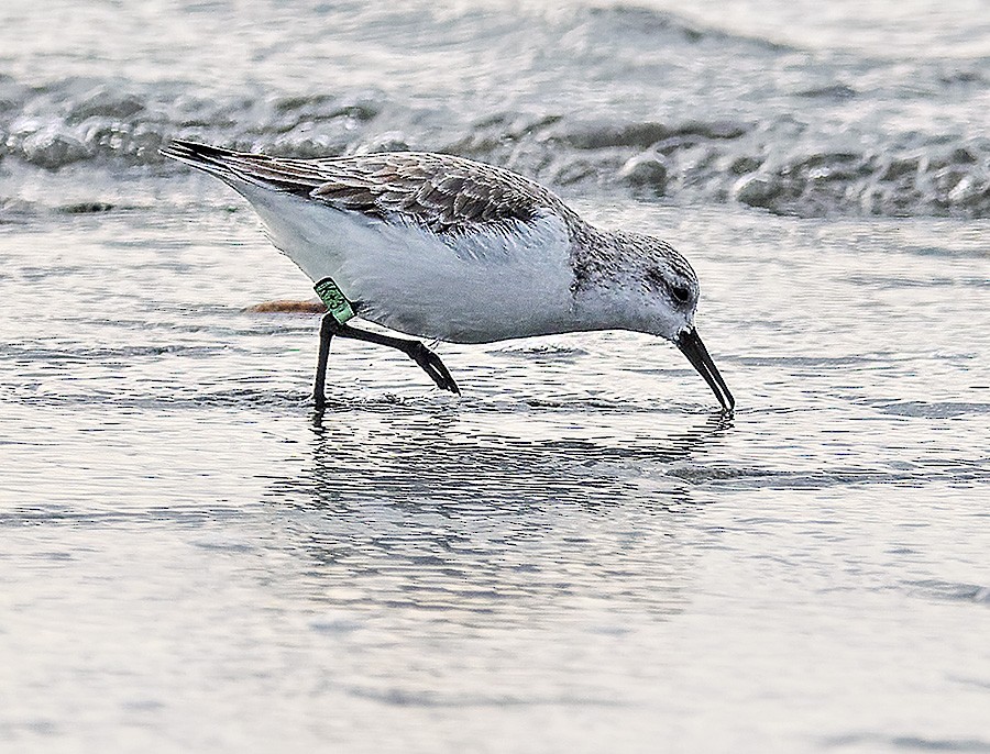 Sanderling - ML648993552