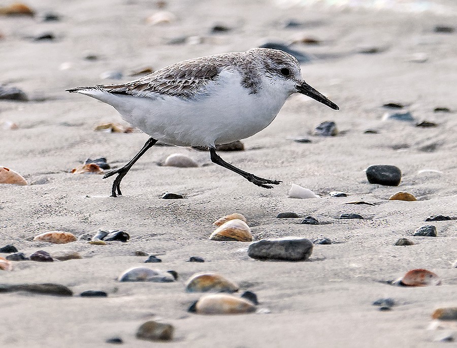 Sanderling - ML648993553