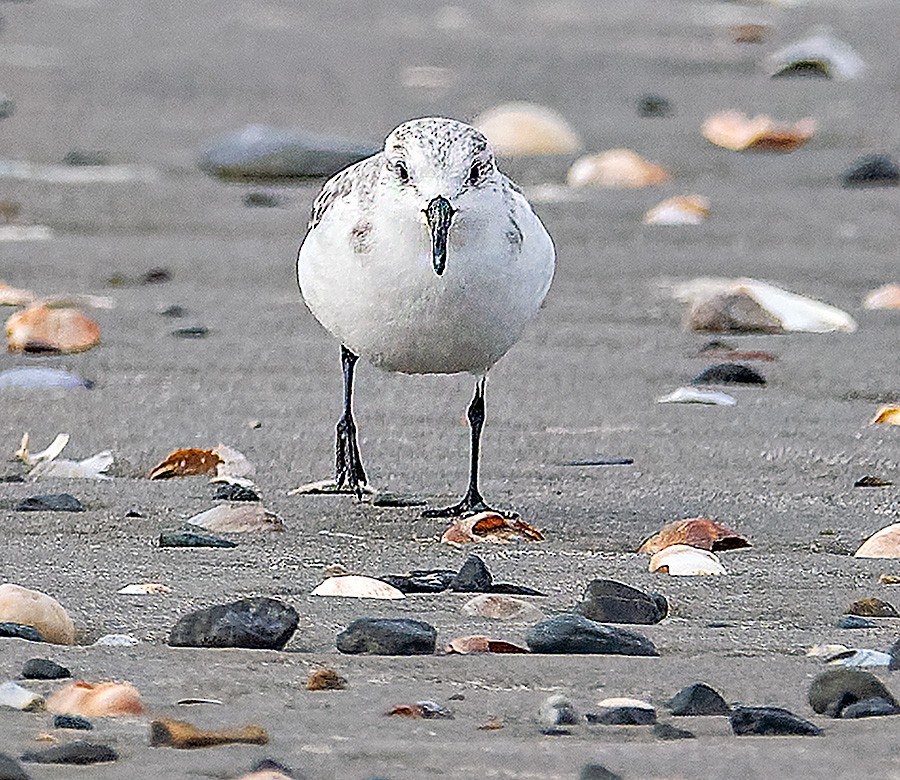 Sanderling - ML648993554
