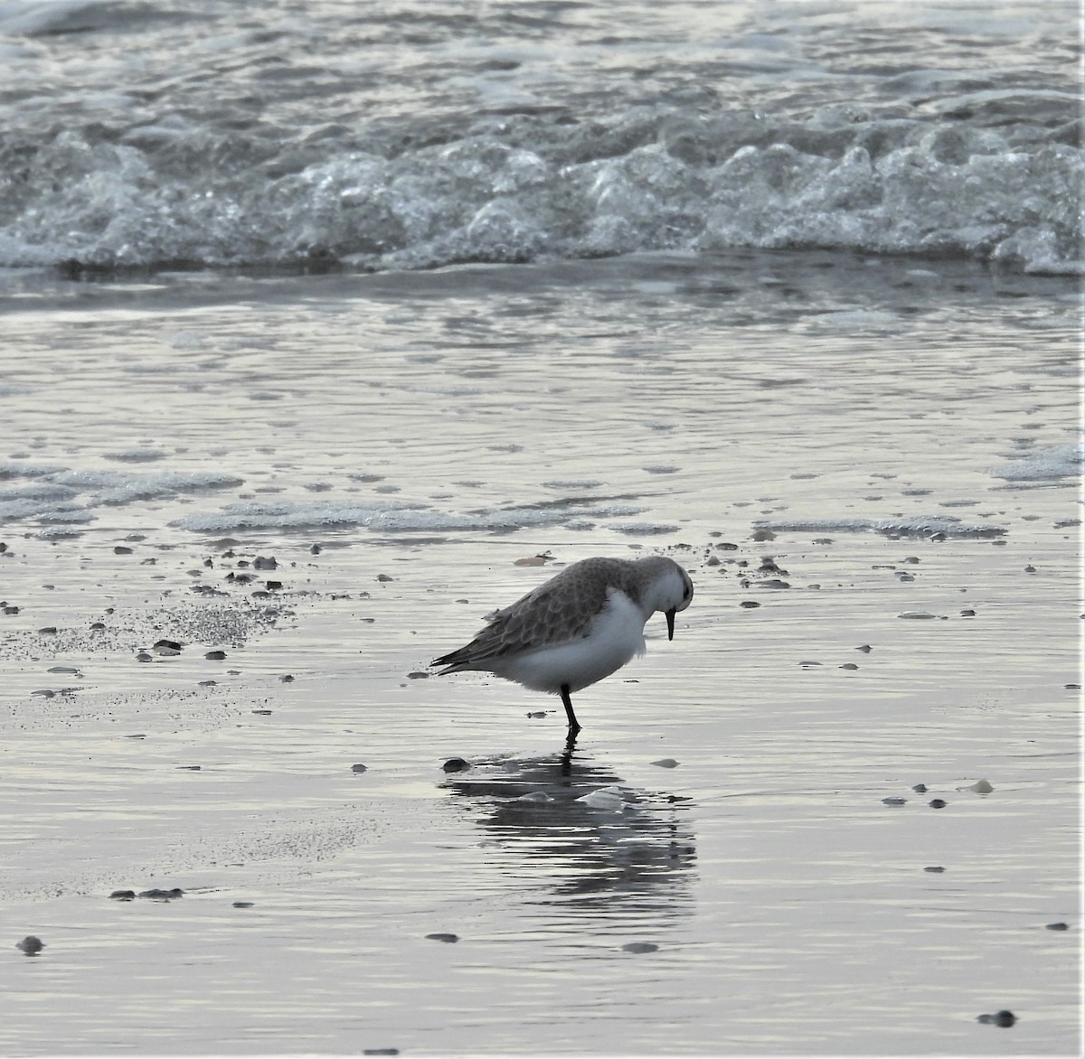 Sanderling - Kristine Mika