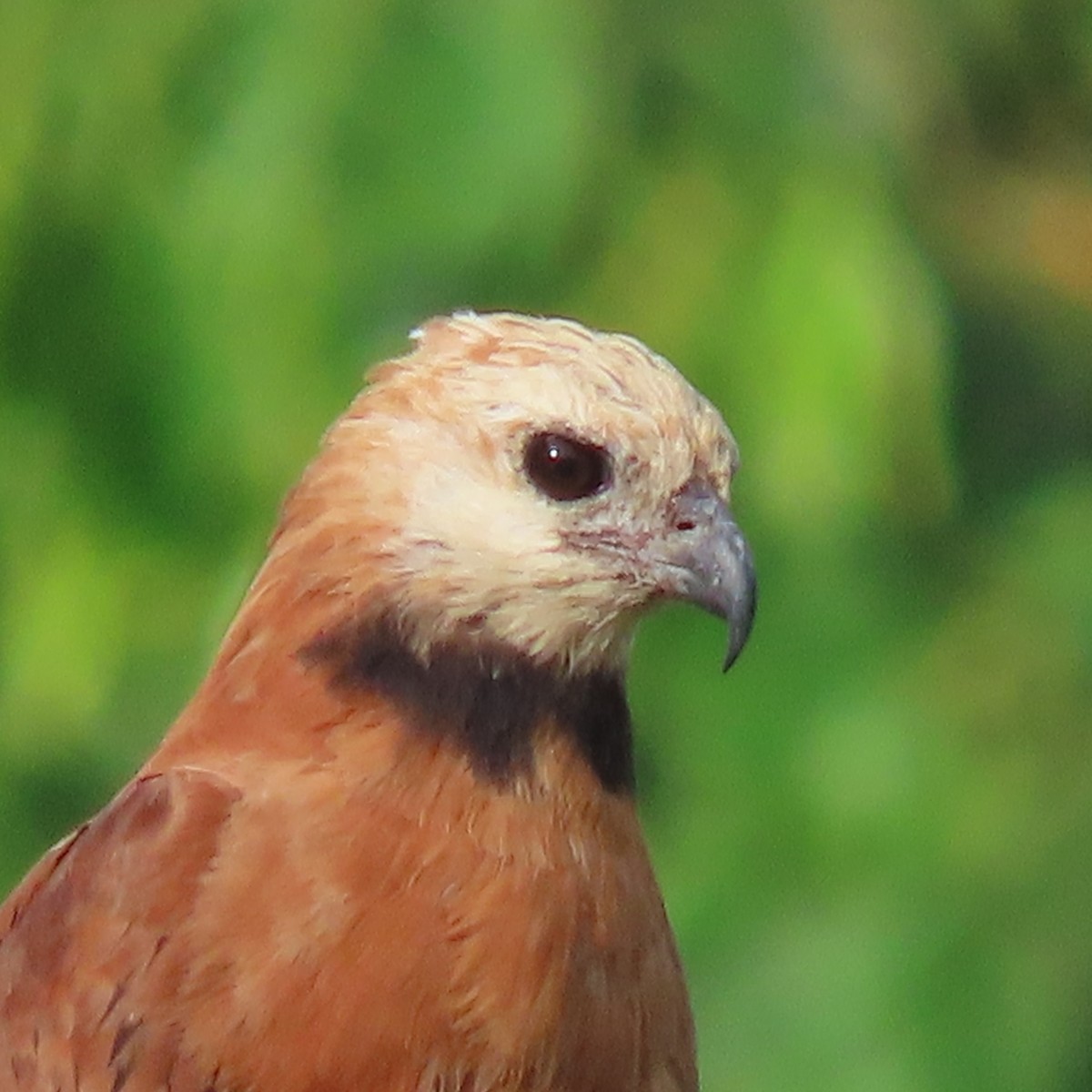 Black-collared Hawk - ML648993581