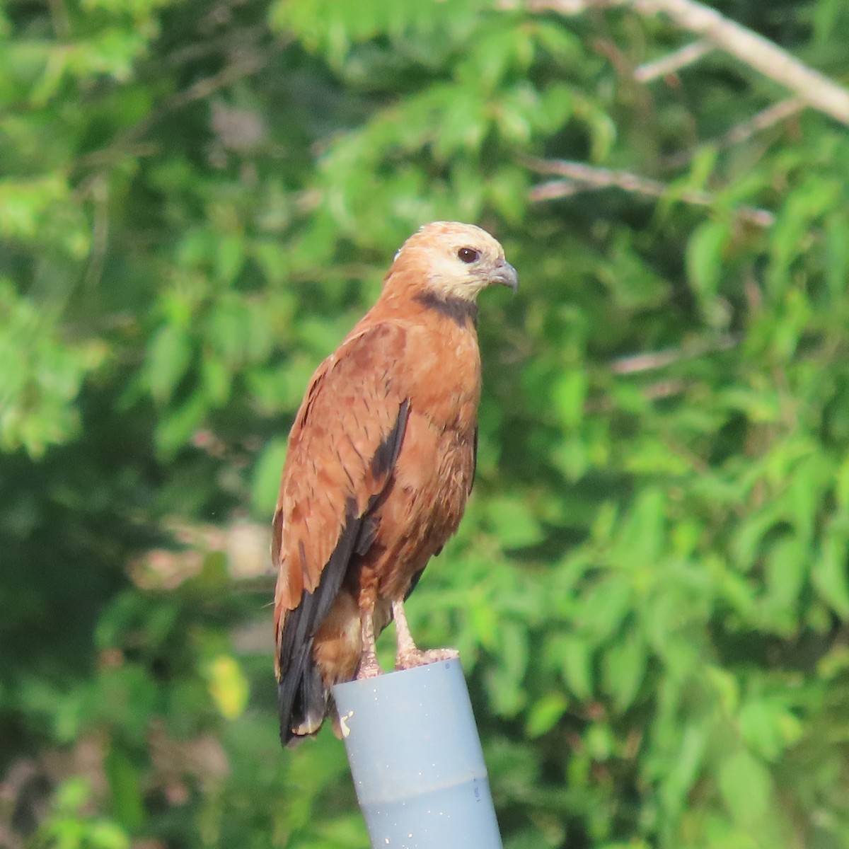 Black-collared Hawk - ML648993582