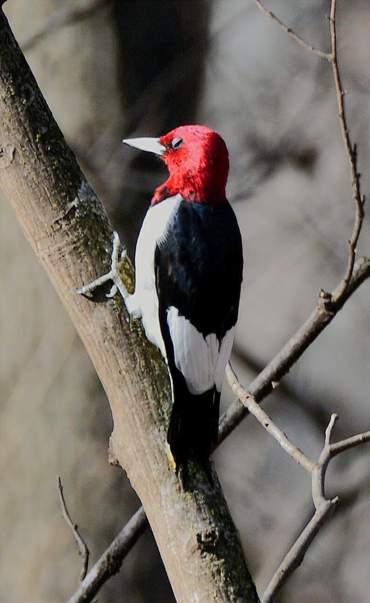 Red-headed Woodpecker - ML648993634