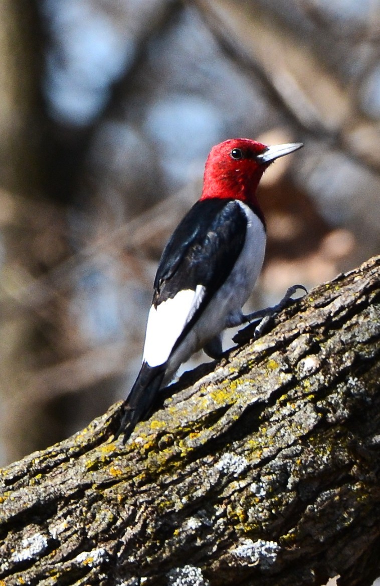 Red-headed Woodpecker - ML648993635