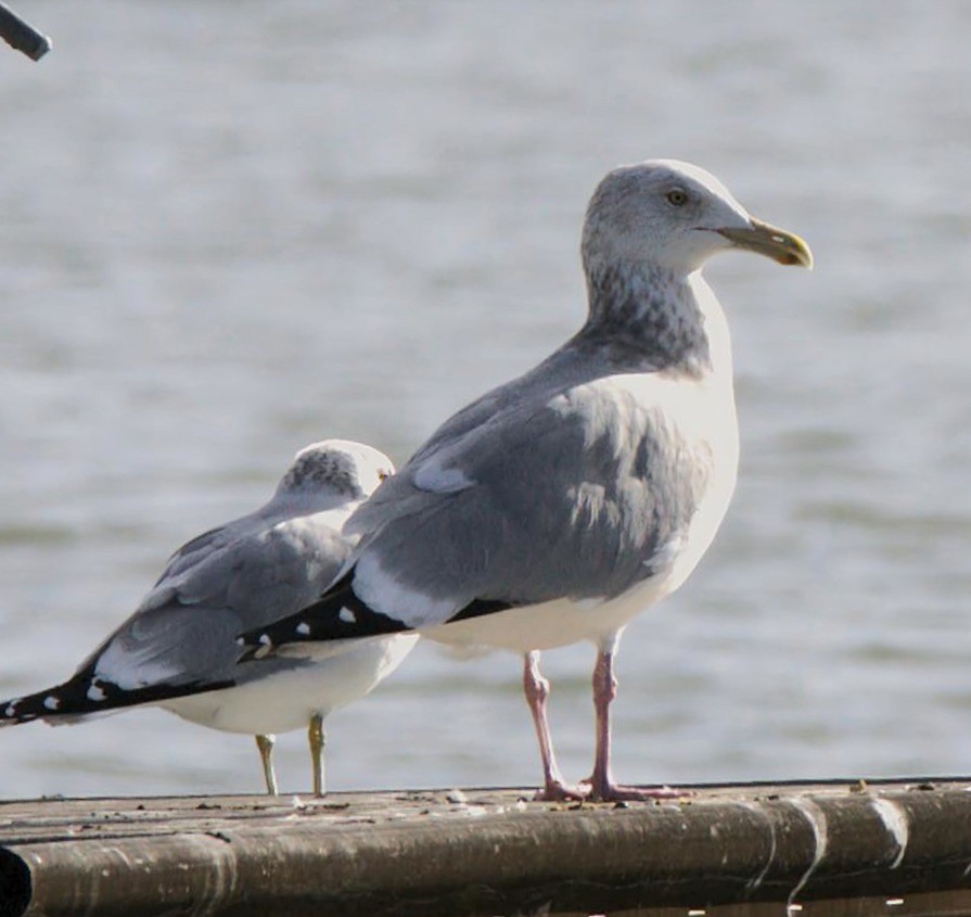 American Herring Gull - ML648993806