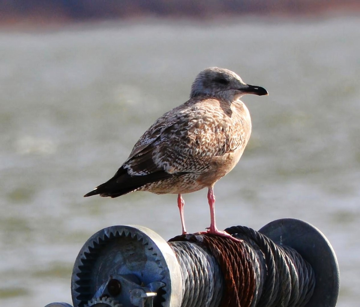 American Herring Gull - ML648993807
