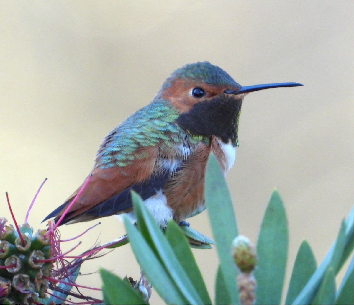 アレンハチドリ - ML648993912