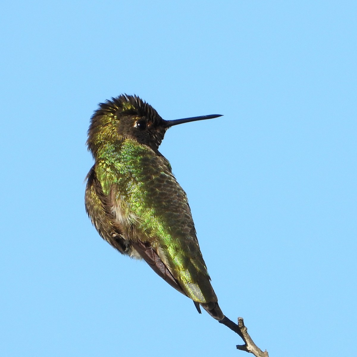 アンナハチドリ - ML648993920