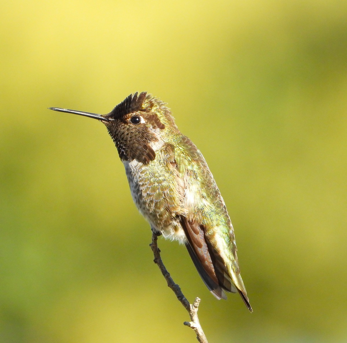 アンナハチドリ - ML648993921