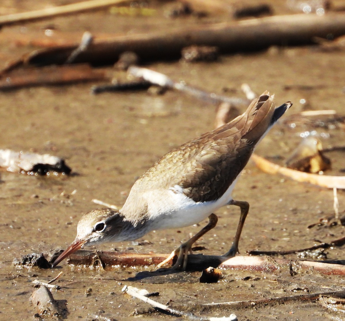 アメリカイソシギ - ML648993937