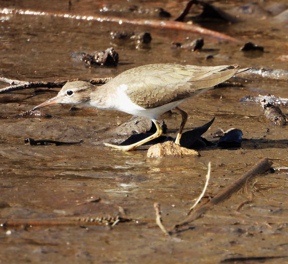 アメリカイソシギ - ML648993938