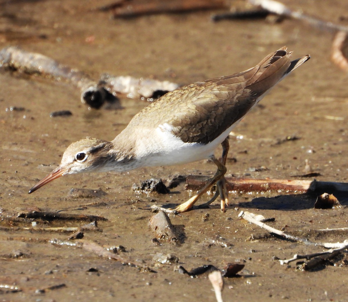 アメリカイソシギ - ML648993939