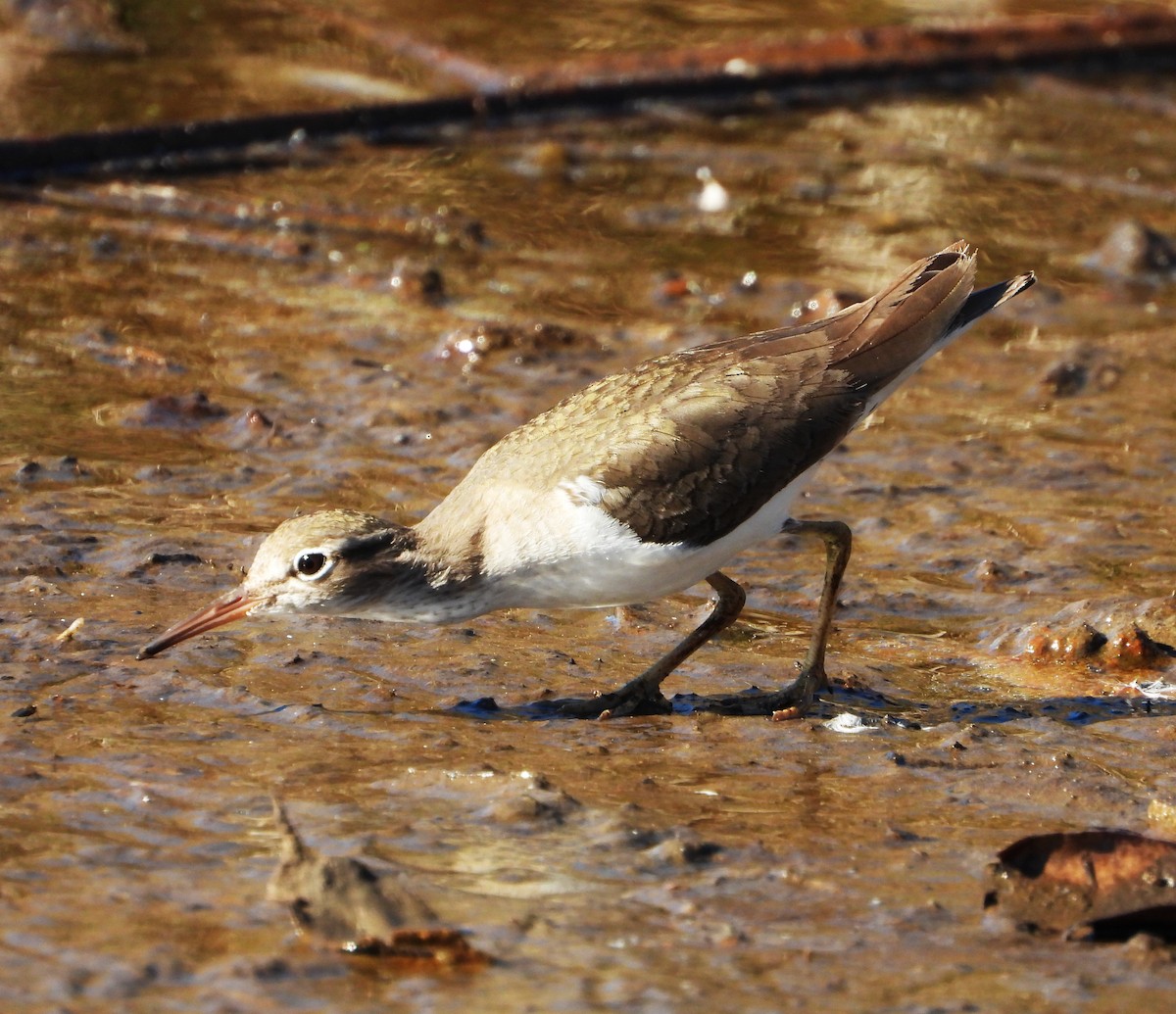 アメリカイソシギ - ML648993942