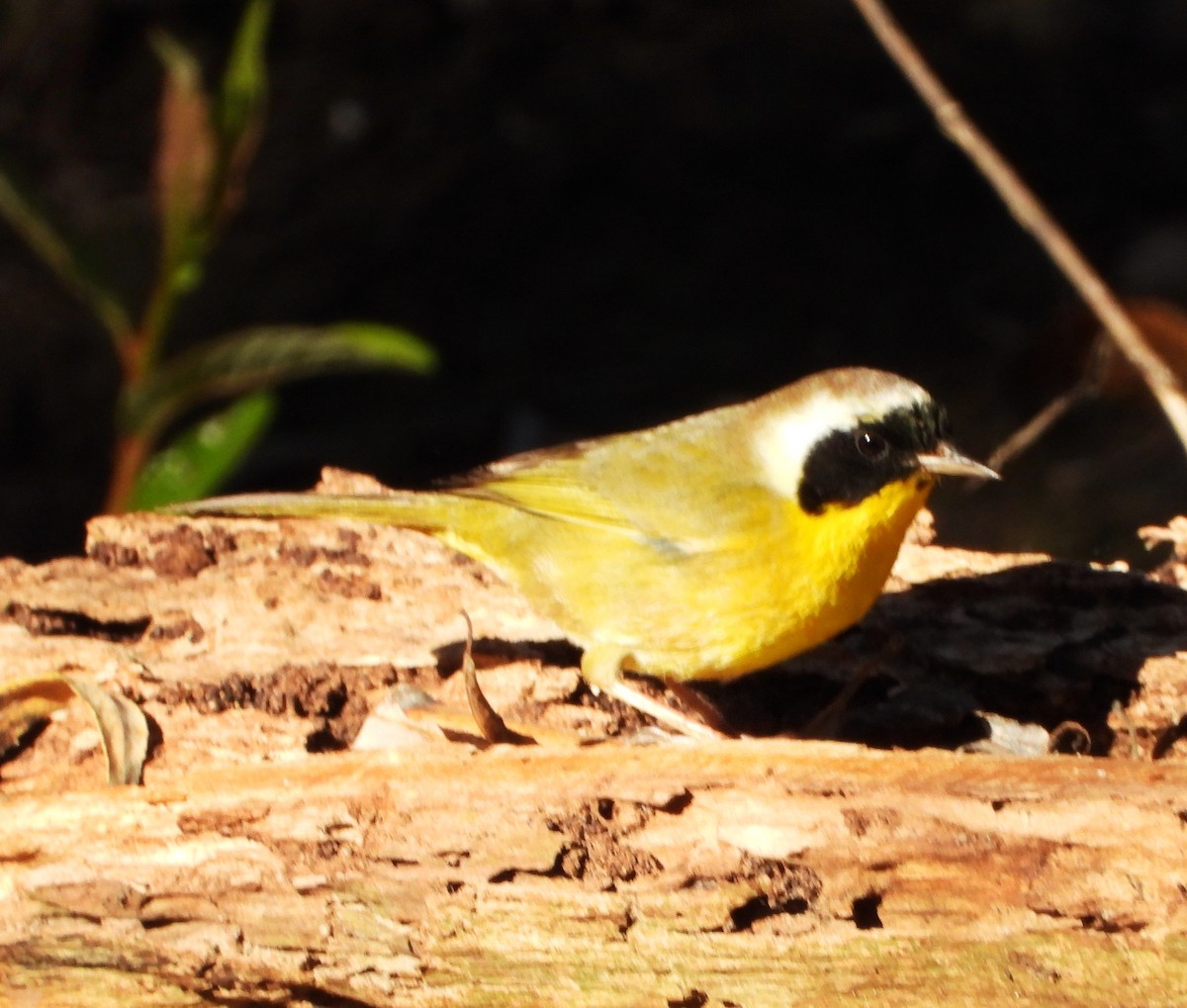 カオグロアメリカムシクイ - ML648993960