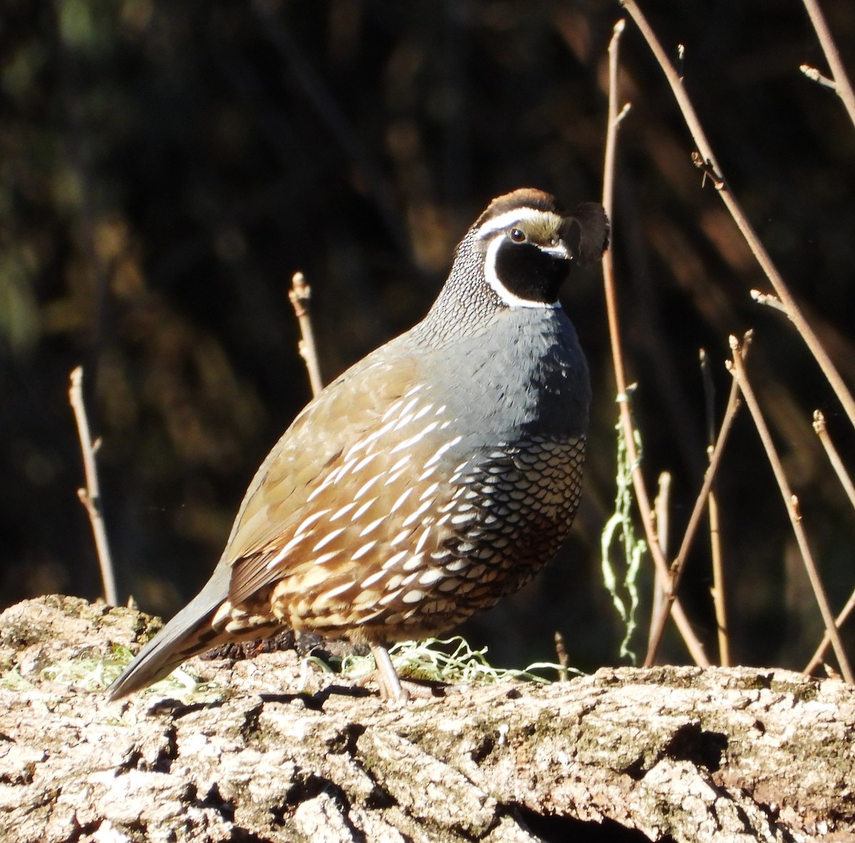 カンムリウズラ - ML648993980