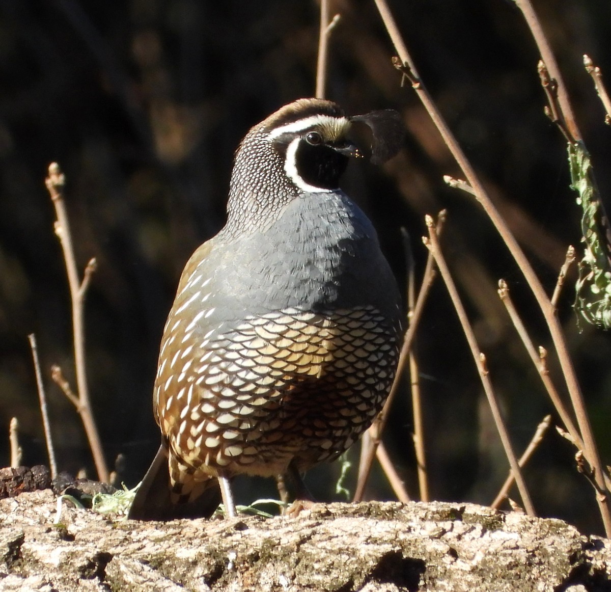 カンムリウズラ - ML648993981