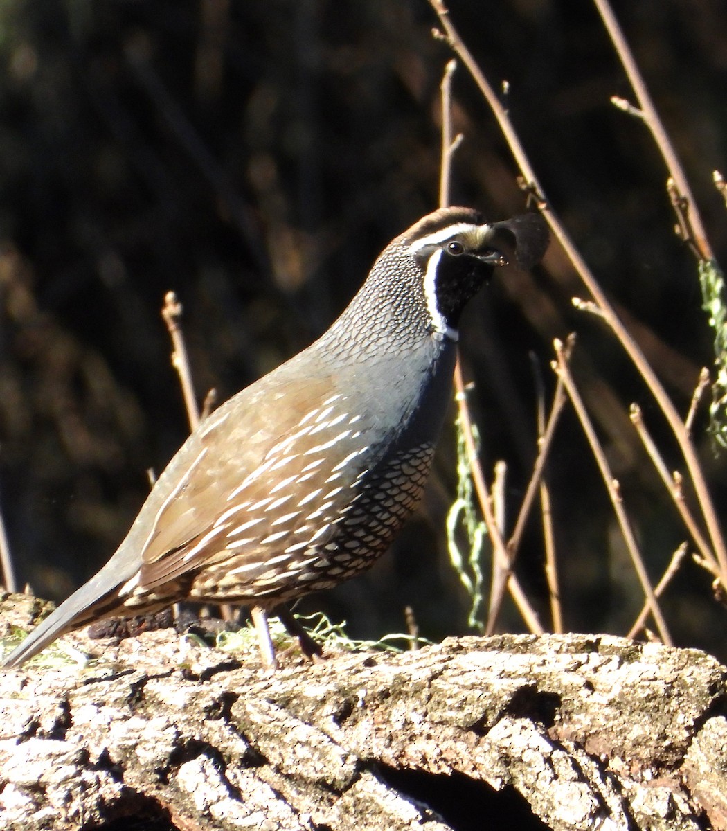 カンムリウズラ - ML648993982