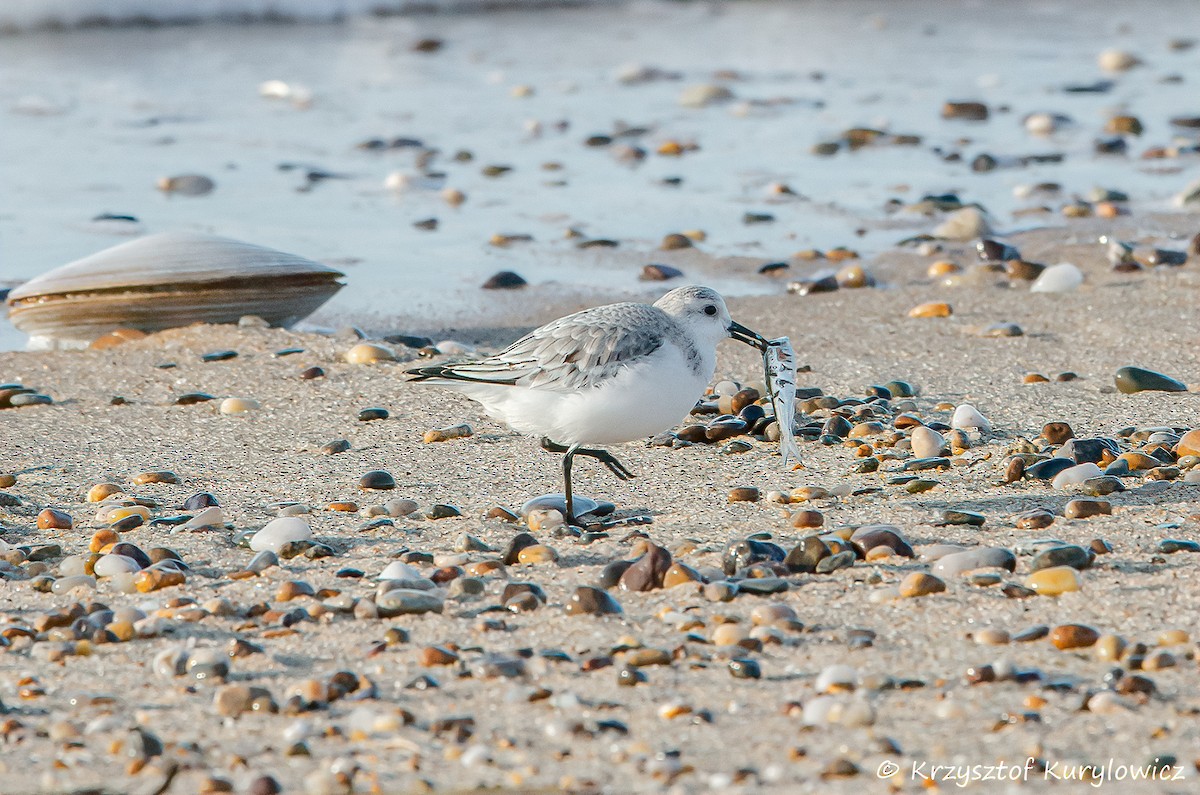 Sanderling - Krzysztof Kurylowicz