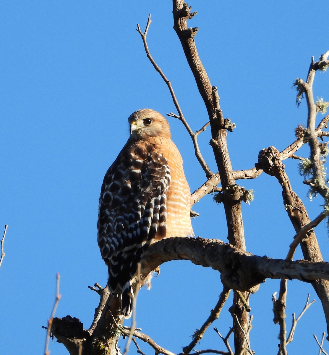 カタアカノスリ - ML648994005