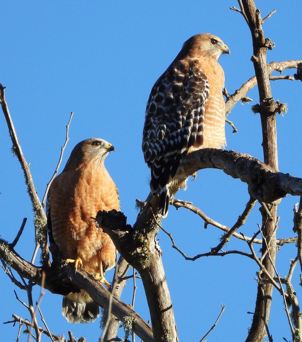 カタアカノスリ - ML648994006