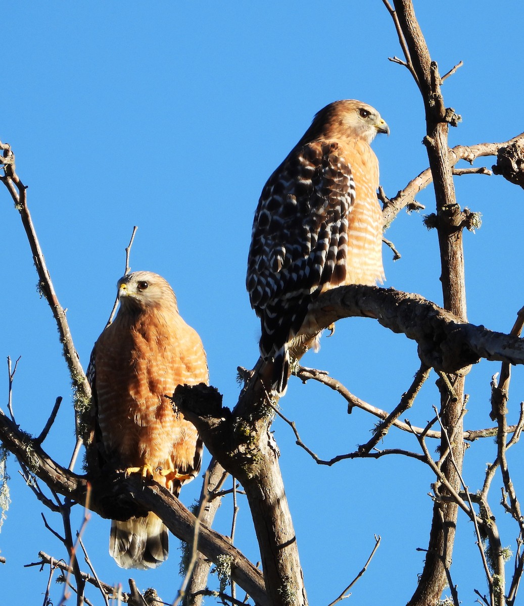 カタアカノスリ - ML648994007