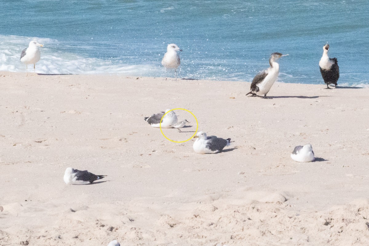 Sanderling - ML648994015