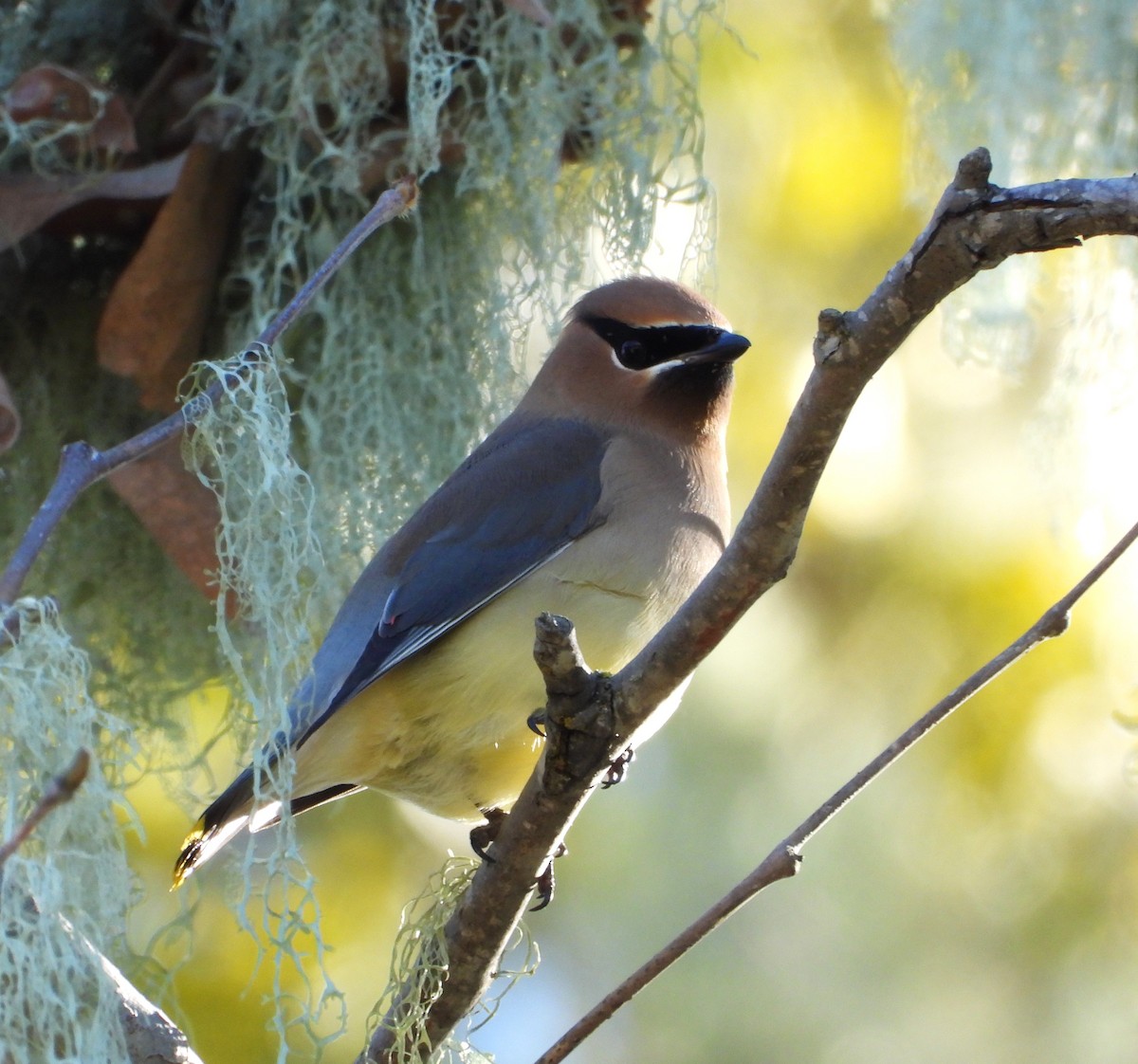 ヒメレンジャク - ML648994031