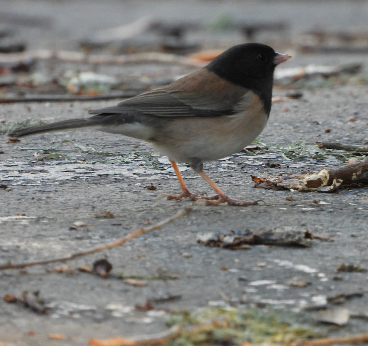 ユキヒメドリ - ML648994047