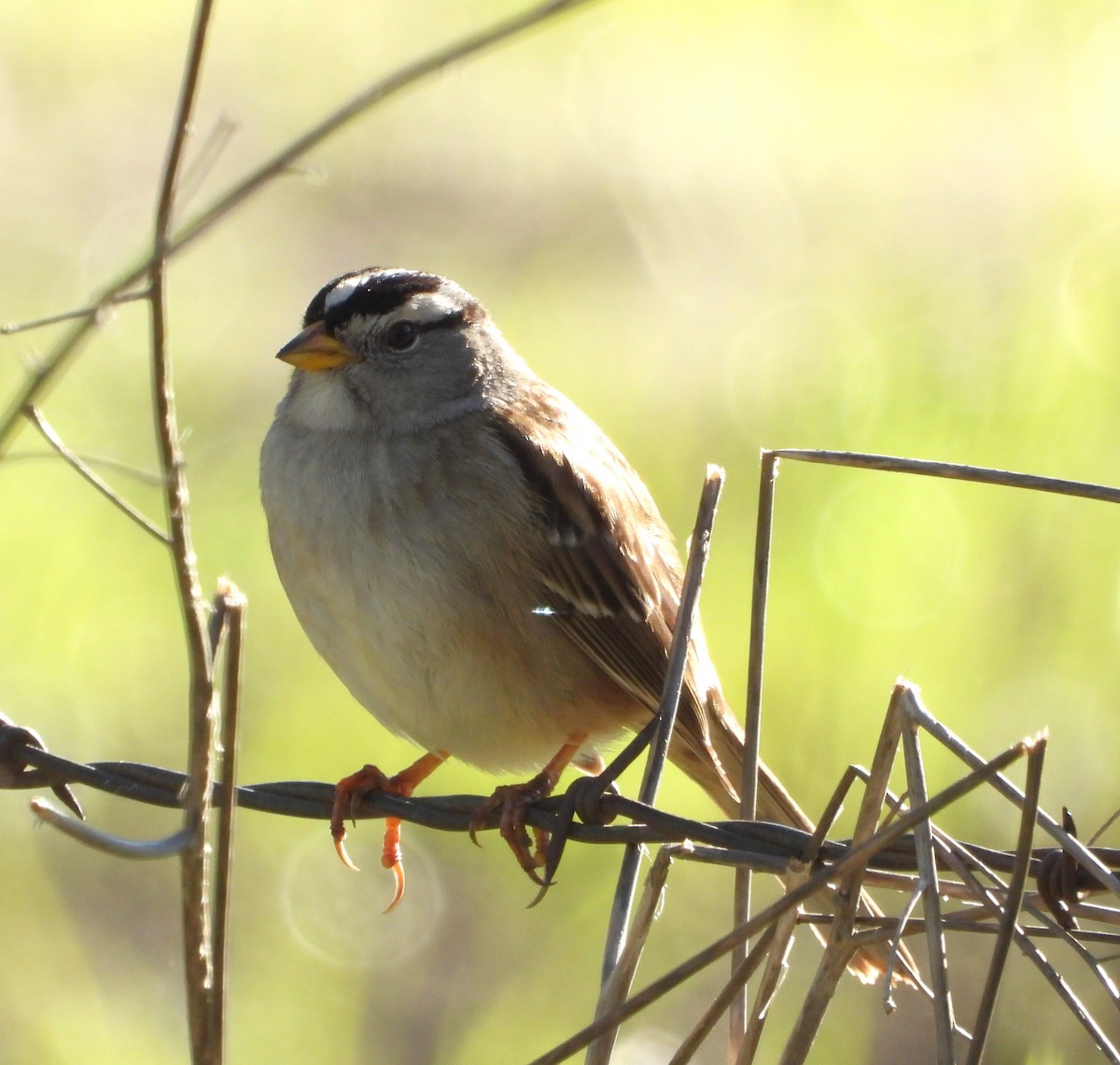 ミヤマシトド - ML648994057