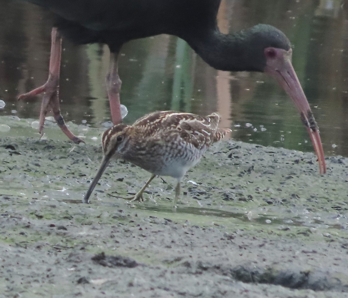 Wilson's Snipe - ML648994259