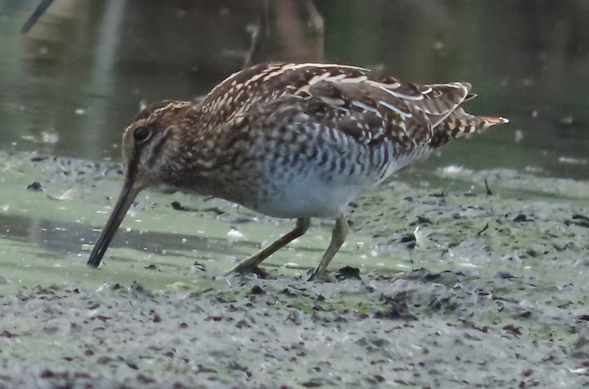 Wilson's Snipe - ML648994260