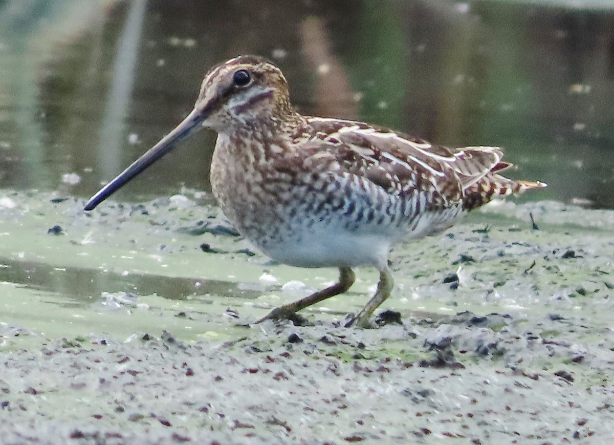 Wilson's Snipe - ML648994262