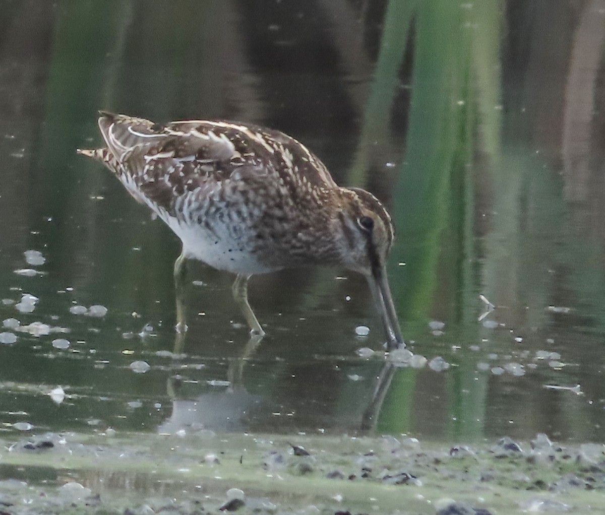 Wilson's Snipe - ML648994265