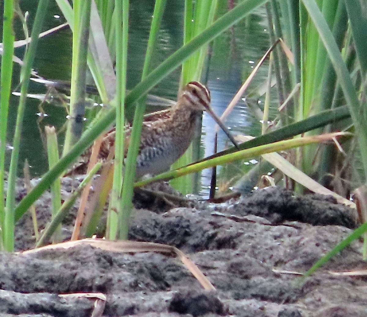 Wilson's Snipe - ML648994266