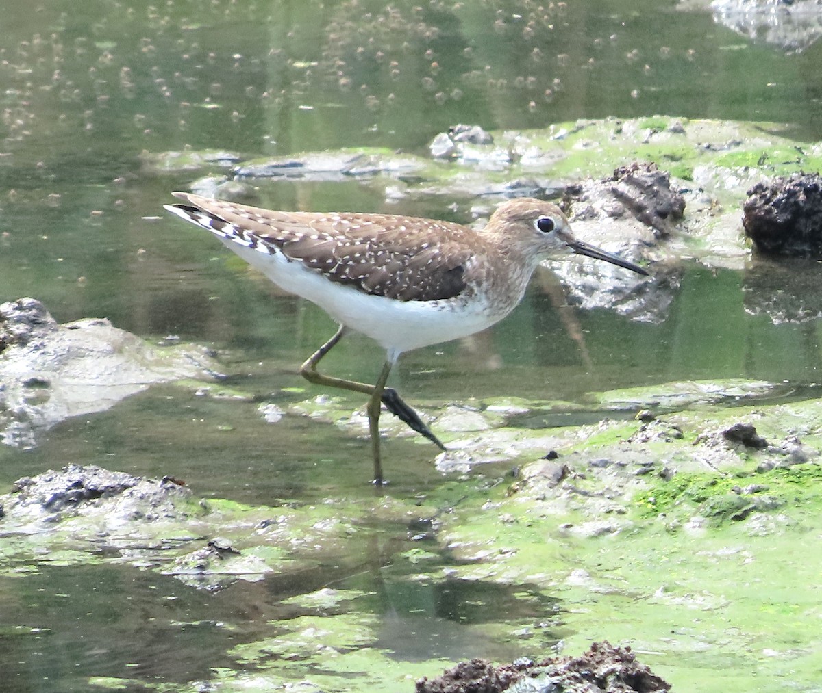 ביצנית בודדת - ML648994281