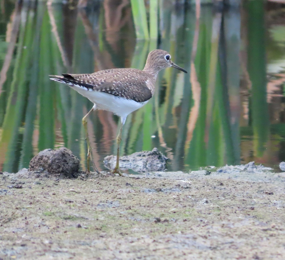 ביצנית בודדת - ML648994284