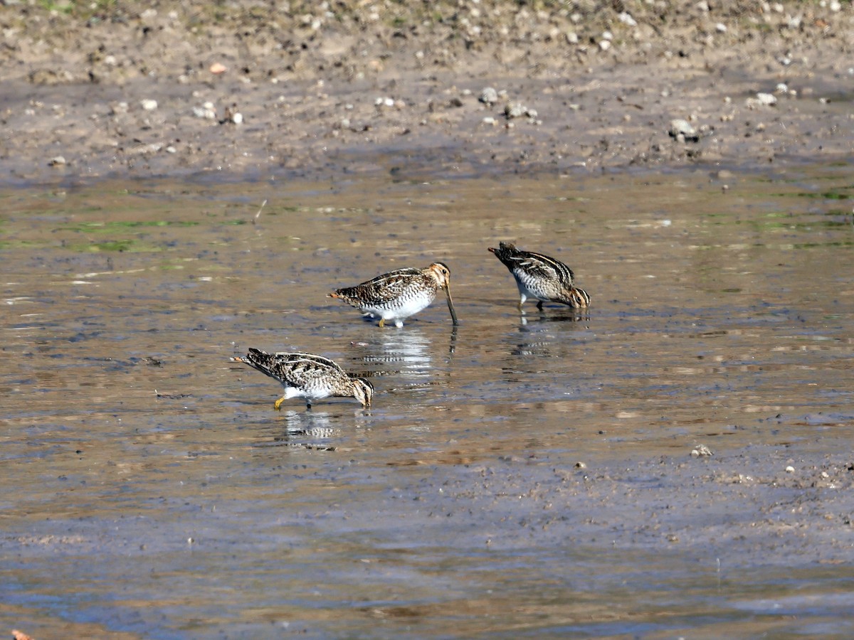 Wilson's Snipe - ML648994324
