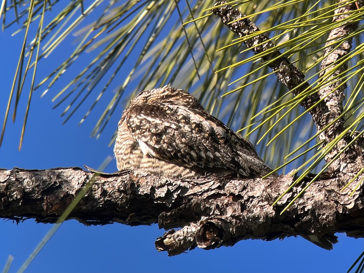 Lesser Nighthawk - ML648994339